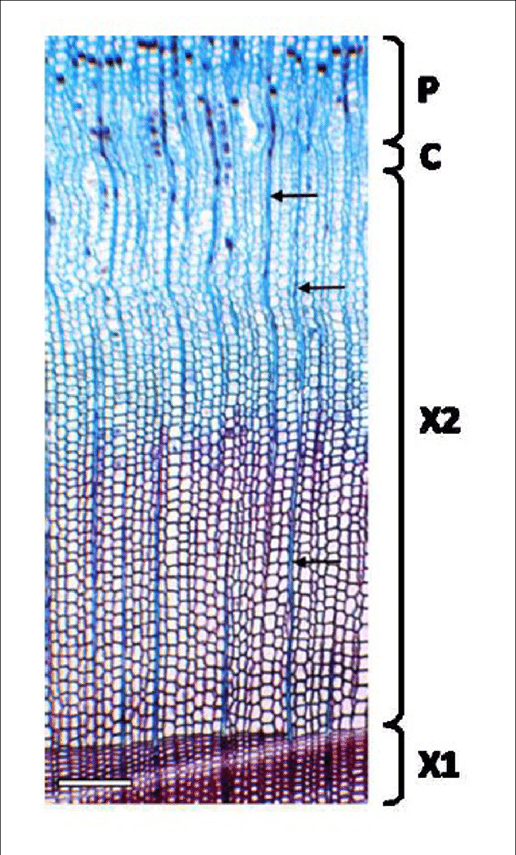 Cross Section Of Norway Spruce Xylem For The Estimation - Cell (740x1225), Png Download