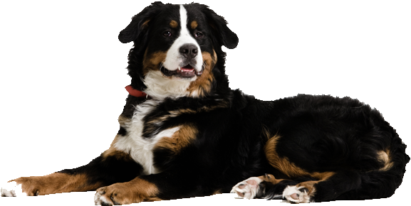 Bernesemountain Dogs - Mikki Pet Hair Magnet (598x605), Png Download