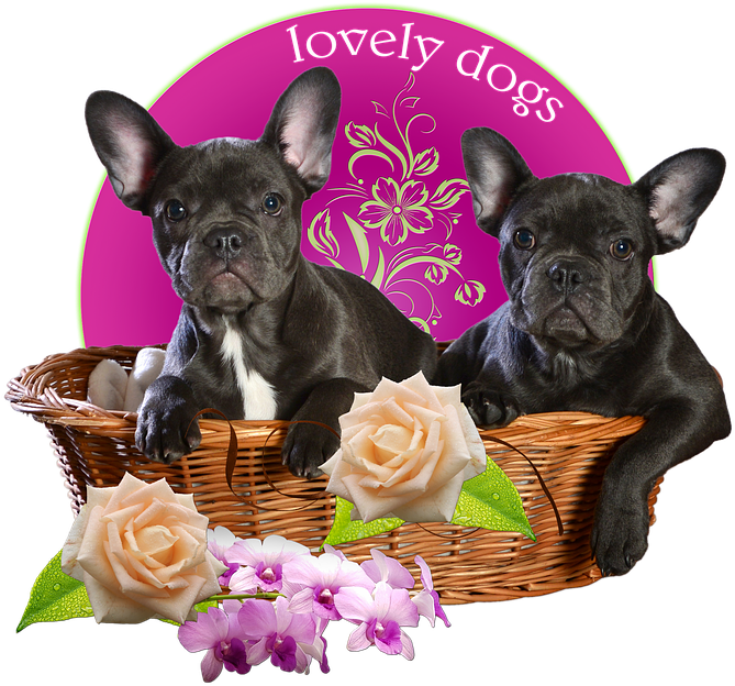 Dogs, French Bulldog, Bulldog, Basket, Isolated - Bulldog Francese Png (720x720), Png Download