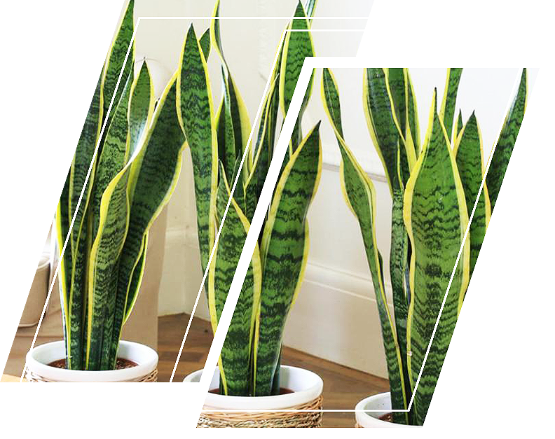 Snake Plant - Ornamental Plants Inside The House (792x627), Png Download