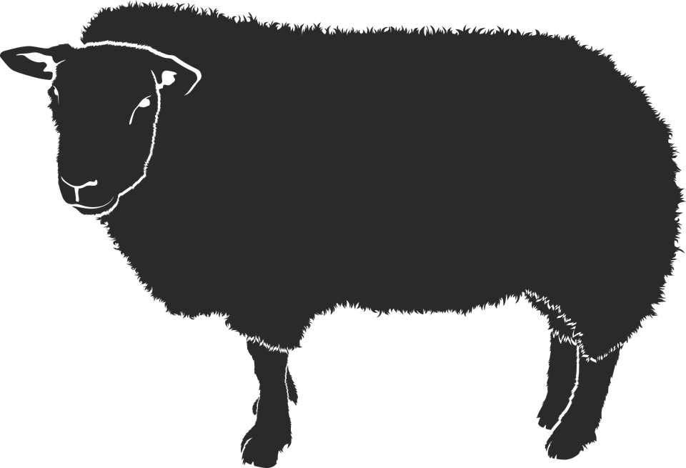 Sheep Graphic Png - Sombra De Una Oveja (960x655), Png Download