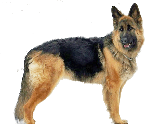 King Shepherd - German Shepherd Png Gif (700x520), Png Download