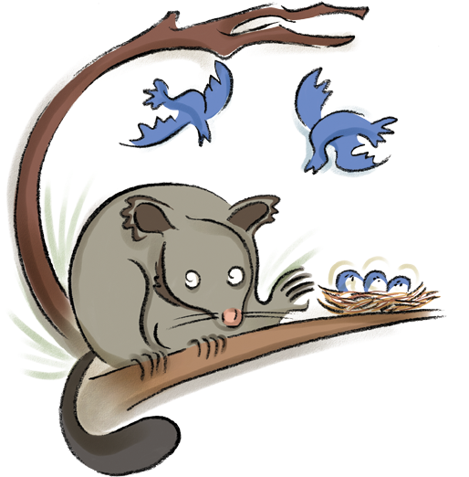 New Zealand Brushtail And The American Possum - Cat (567x567), Png Download