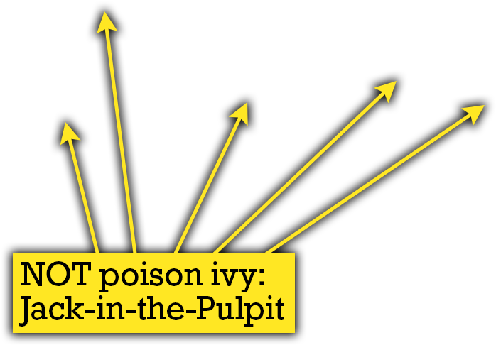 The Big Plant Is A Lovely Jack In The Pulpit, With - Quiz (900x600), Png Download