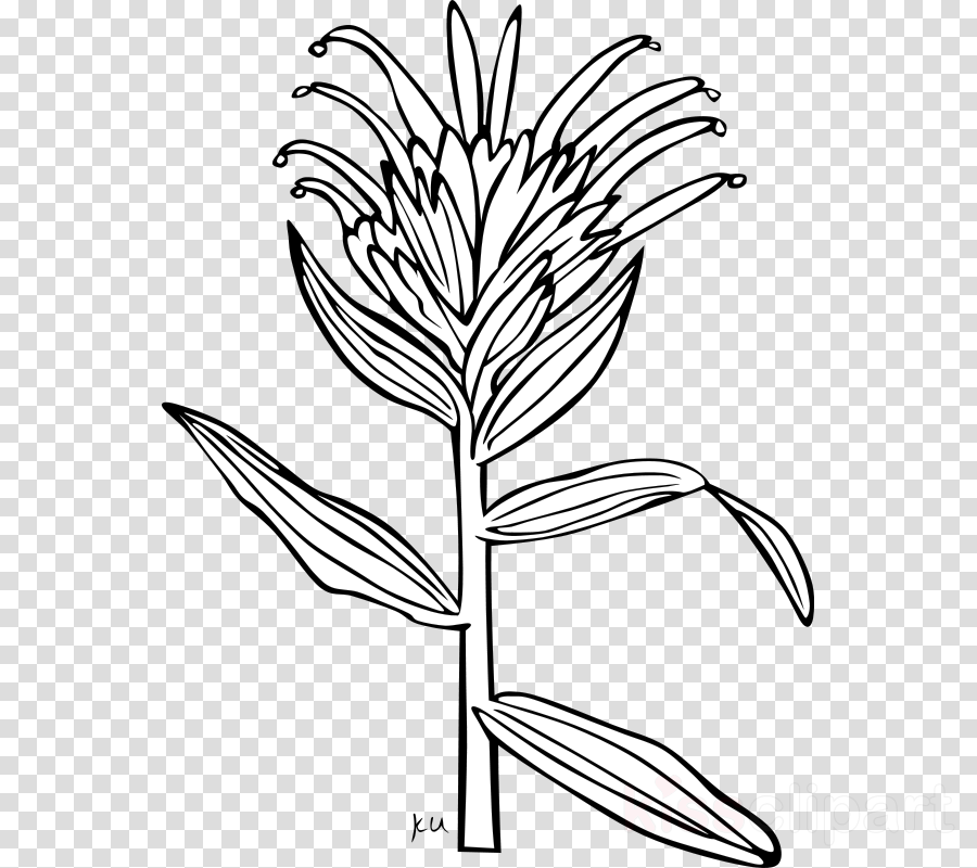 Download Indian Paintbrush Coloring Page Clipart Giant - Indian Paintbrush Line Drawing (900x800), Png Download