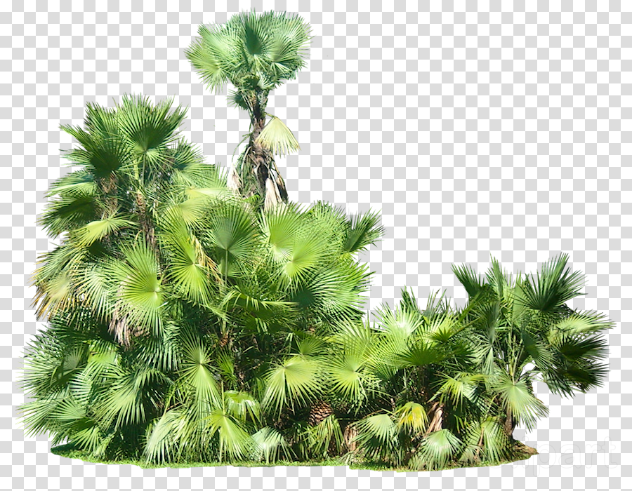 Download Tropical Plants Png Clipart Tropics Tropical - Tropical Plants Png (900x700), Png Download
