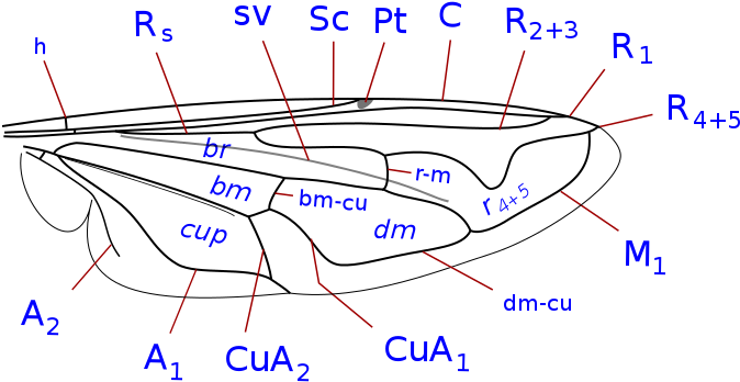 Syrphidae Wing Veins - Syrphidae Wing (750x420), Png Download