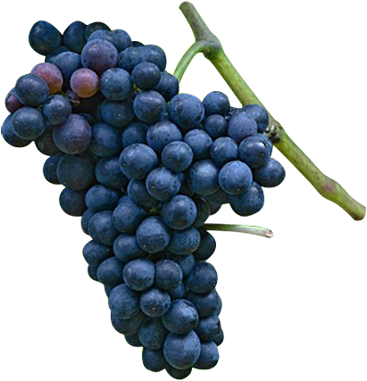 Malbec - General Hydroponics - Floranectar Grape Expectations (418x430), Png Download