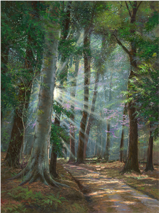 A Road Less Traveled - Spruce-fir Forest (666x413), Png Download