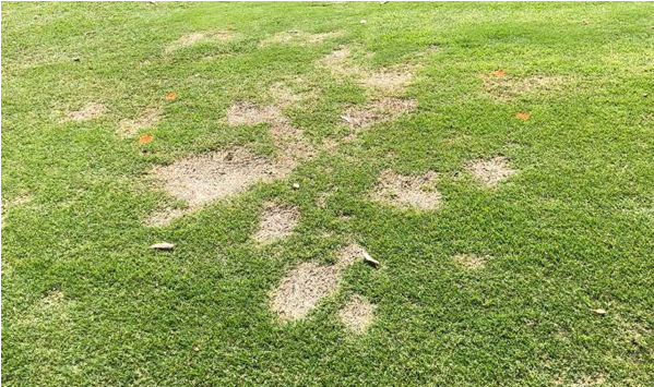 Bermudagrass Spring Dead Spot Fungicide Trial 2018 - Lawn (740x354), Png Download