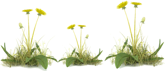 Vegetation Control - Dandelion With Grass Transparent Png (600x300), Png Download