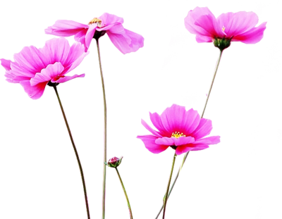Visit - One A Day Multivitamin/multimineral, Women's Formula, (400x311), Png Download