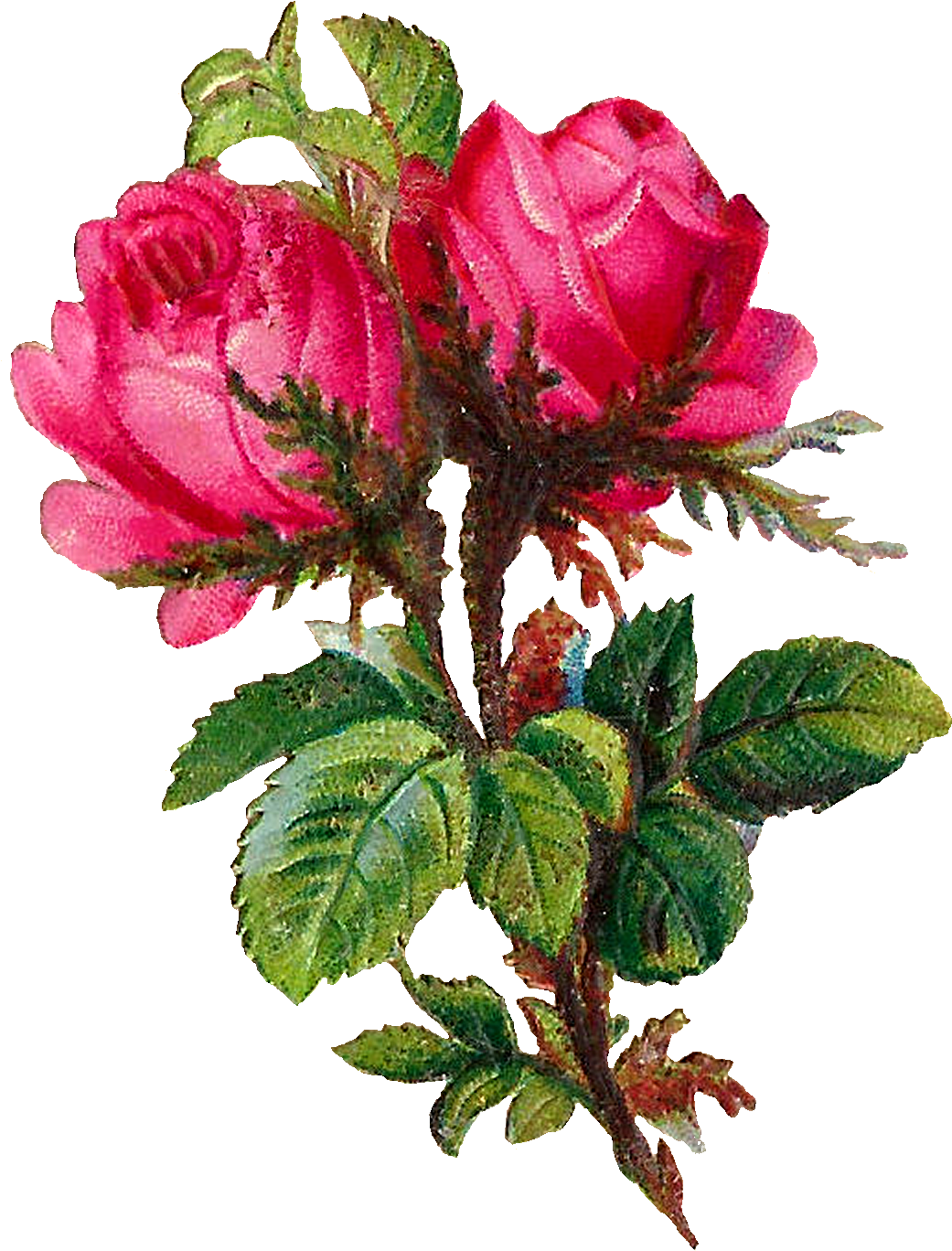 Pink Rose Clipart Scrapbook - Rose (1266x1500), Png Download