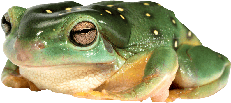 Free Png Frog Png Images Transparent - Frog Png (850x426), Png Download