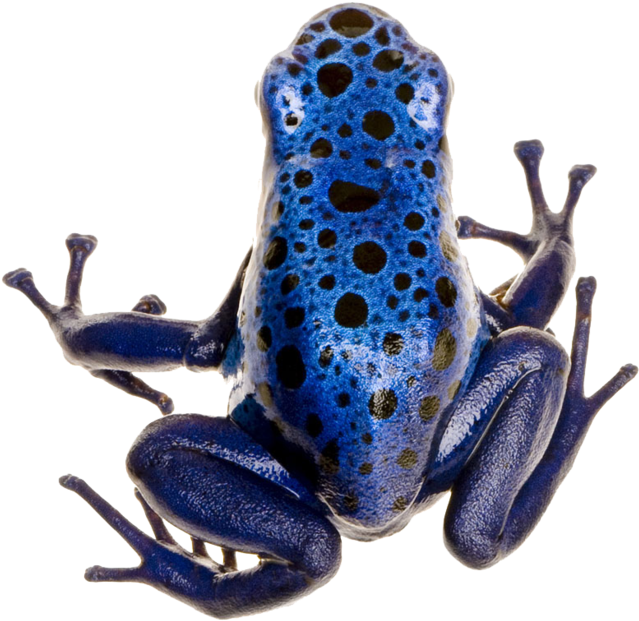 Poison Dart Frog Png Photo - Different Types Of Frogs (800x822), Png Download