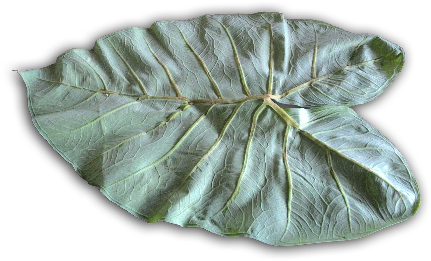 White Skin From The Jackfruit Seeds - Ceramic (1600x1200), Png Download