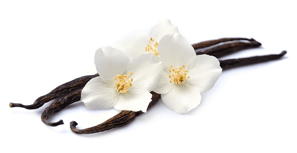 Vanilla (600x600), Png Download