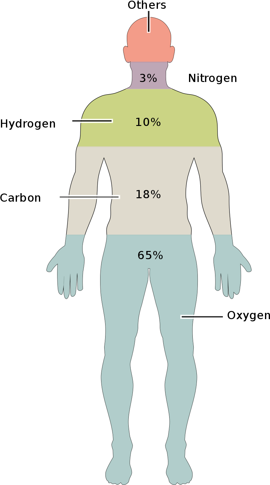 Human Body (1200x1697), Png Download