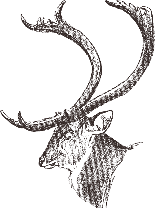 Dhole Chital Elk Antler Huge Of Deer - Рог Рисунок (511x685), Png Download