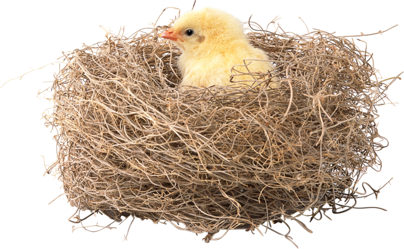 Nest Png, Download Png Image With Transparent Background, - Гарного Дня (800x493), Png Download