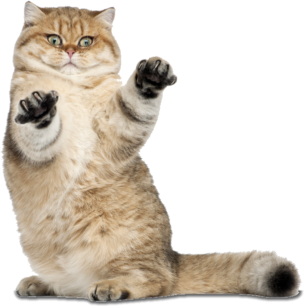 Golden Shaded British Shorthair (665x630), Png Download