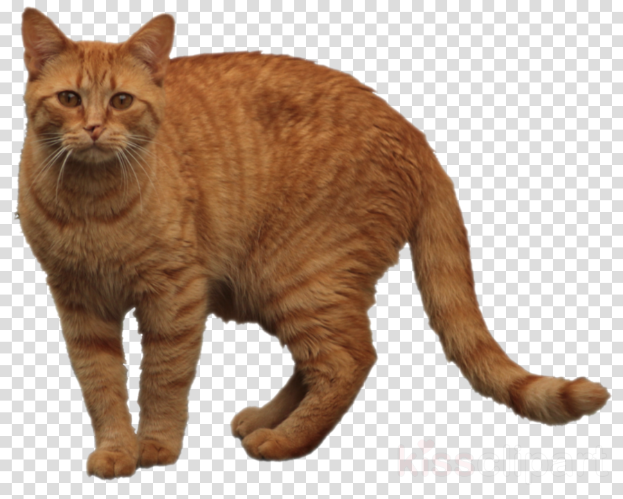 Orange Tabby Cat Png Clipart European Shorthair Dragon - Hoffman Lake Mesh Cap (900x720), Png Download