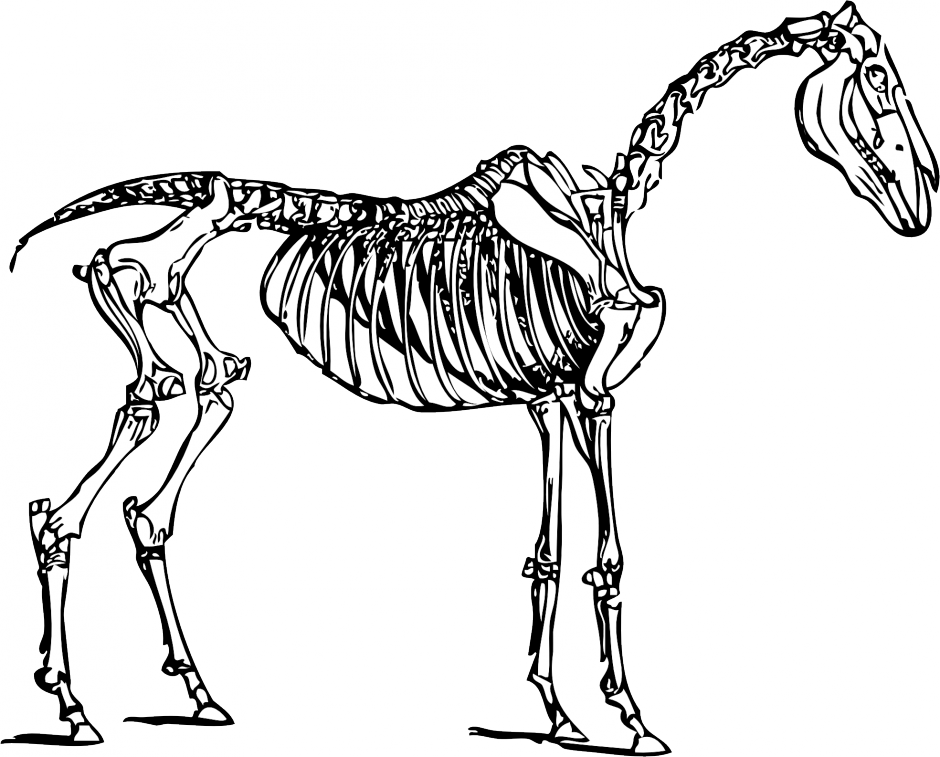 Dinosaur Bones Clipart - Horse Skeleton Clipart (940x757), Png Download