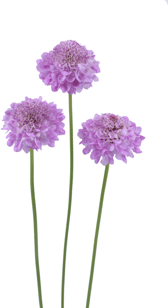 Brand New 19 Ageratum- Aguilera Purple - Pincushion Flower (684x1024), Png Download