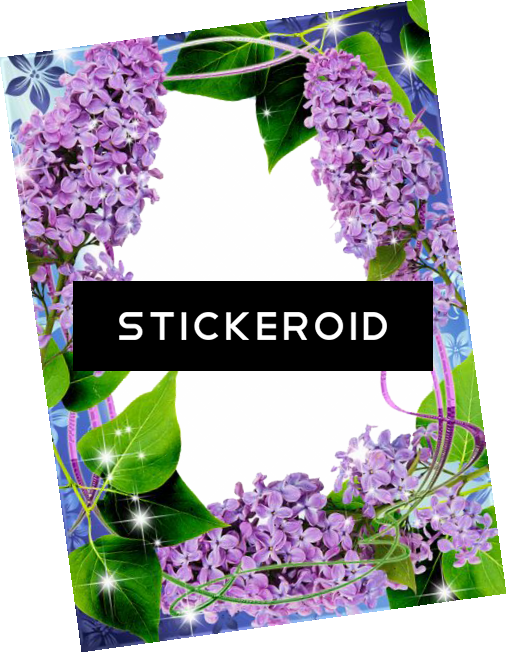 Lilac Flowers - Lilacs And Home-grown Tomatoes: (507x653), Png Download