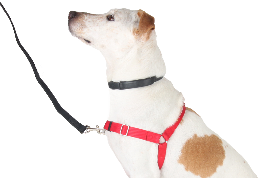 Png Prong Alternatives Sf Spca - Dog Harness Front Clip (873x603), Png Download