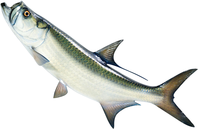 Live Baits - Transparent Live Fish Png (800x529), Png Download