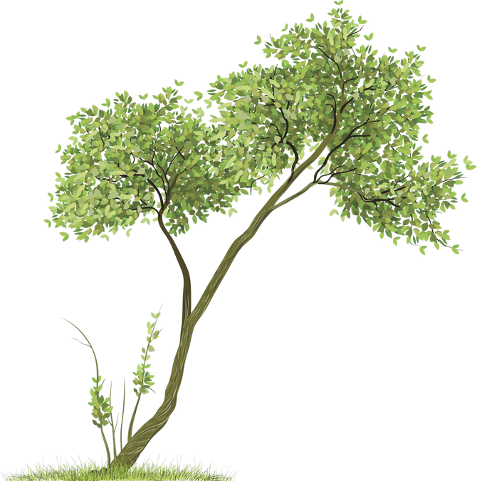 Png Download Baannueng Kata Room Clip Art Green Tree - Trees Png (670x675), Png Download