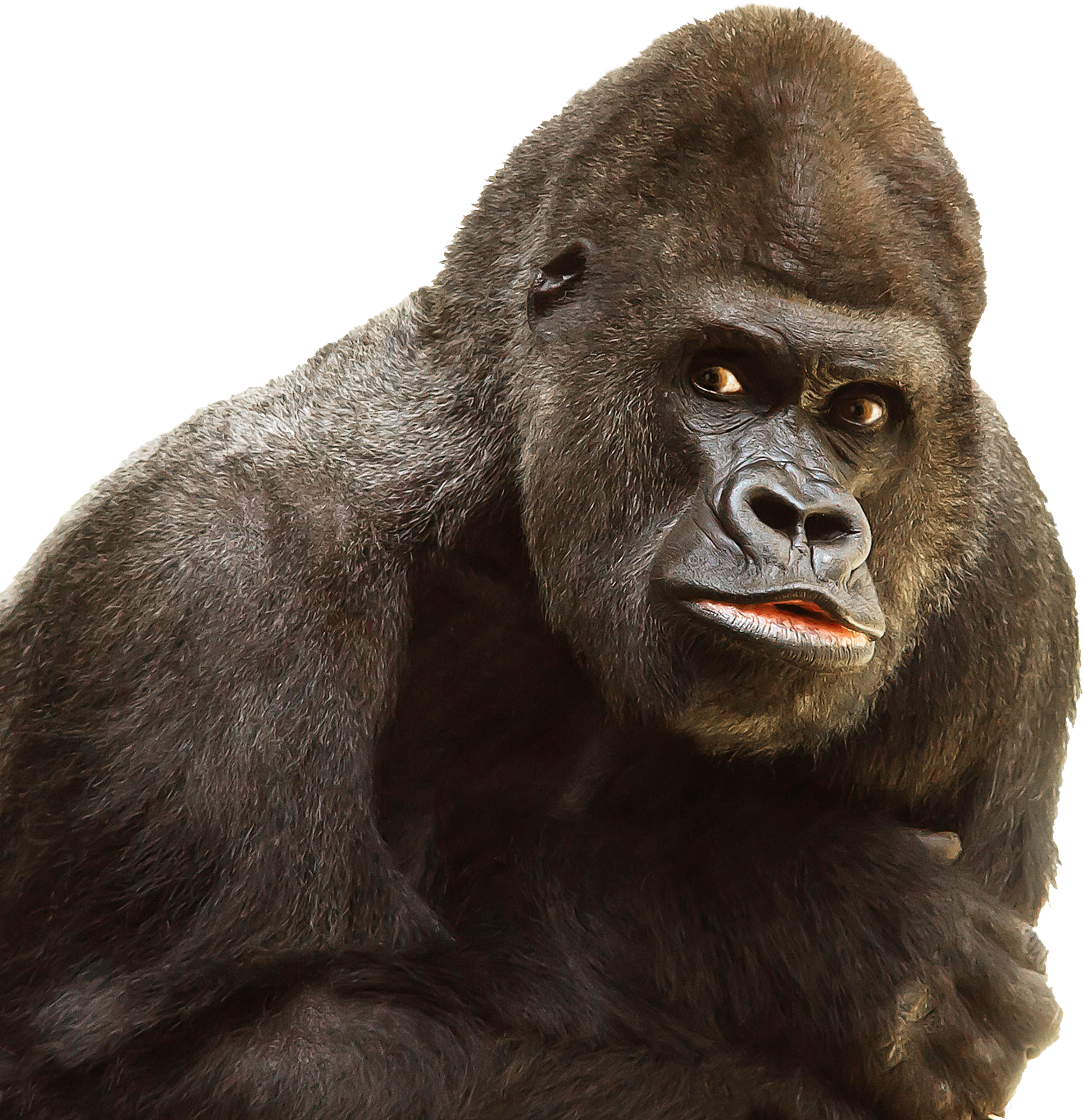 Gorilla Png (1928x1993), Png Download