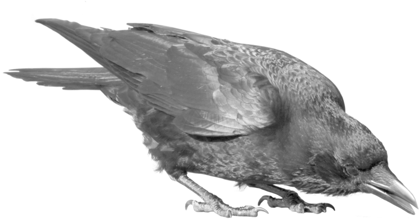 Crow Png (900x600), Png Download