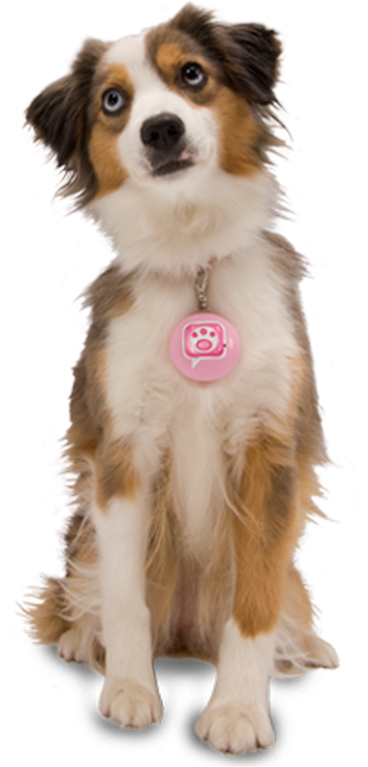 Cute Dog Png - Dog (544x768), Png Download