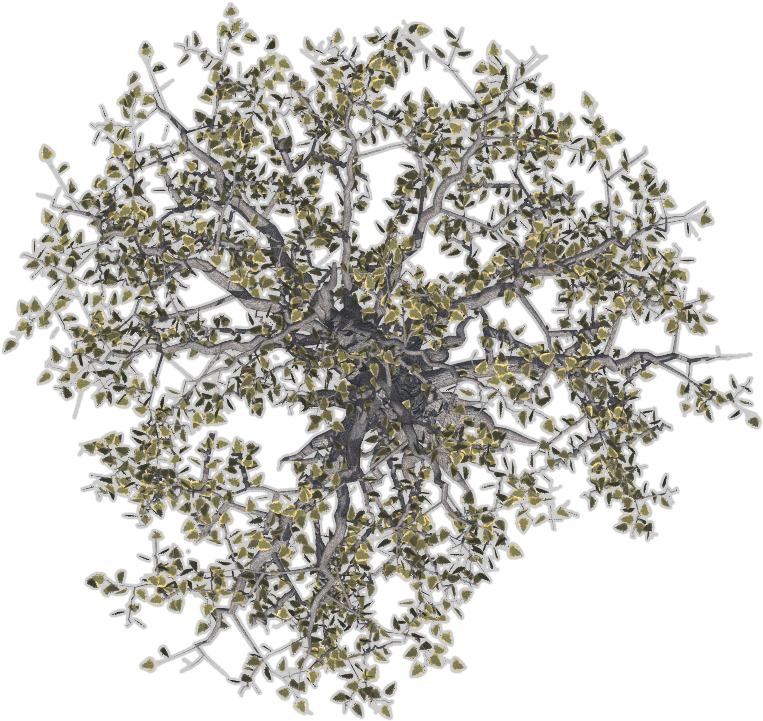 Download Trees Image - Big Tree Top View Png - HD Transparent PNG