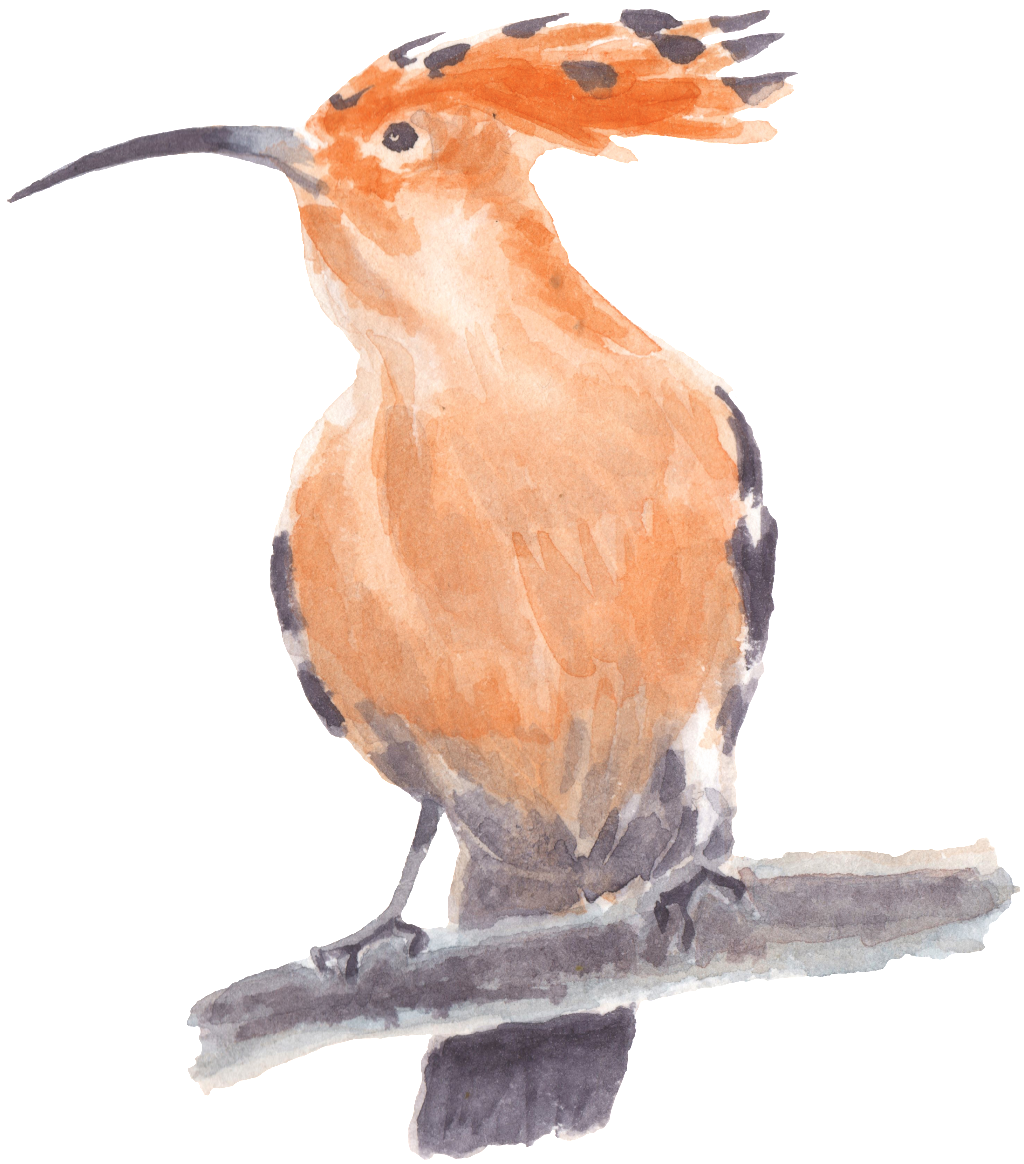 Toucan Standing On A Tree Trunk, Watercolor Transparent (1024x1164), Png Download