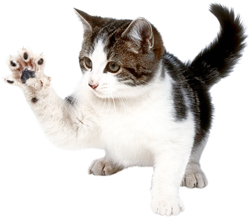 Cat (500x433), Png Download
