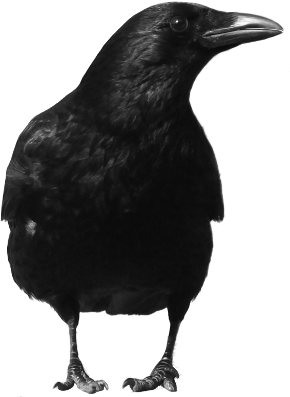 Crow Png Photos - Crow Png (566x773), Png Download