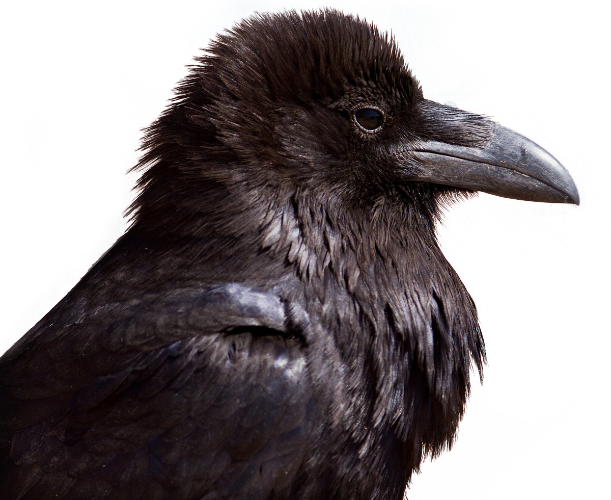 Crow Png (1200x981), Png Download
