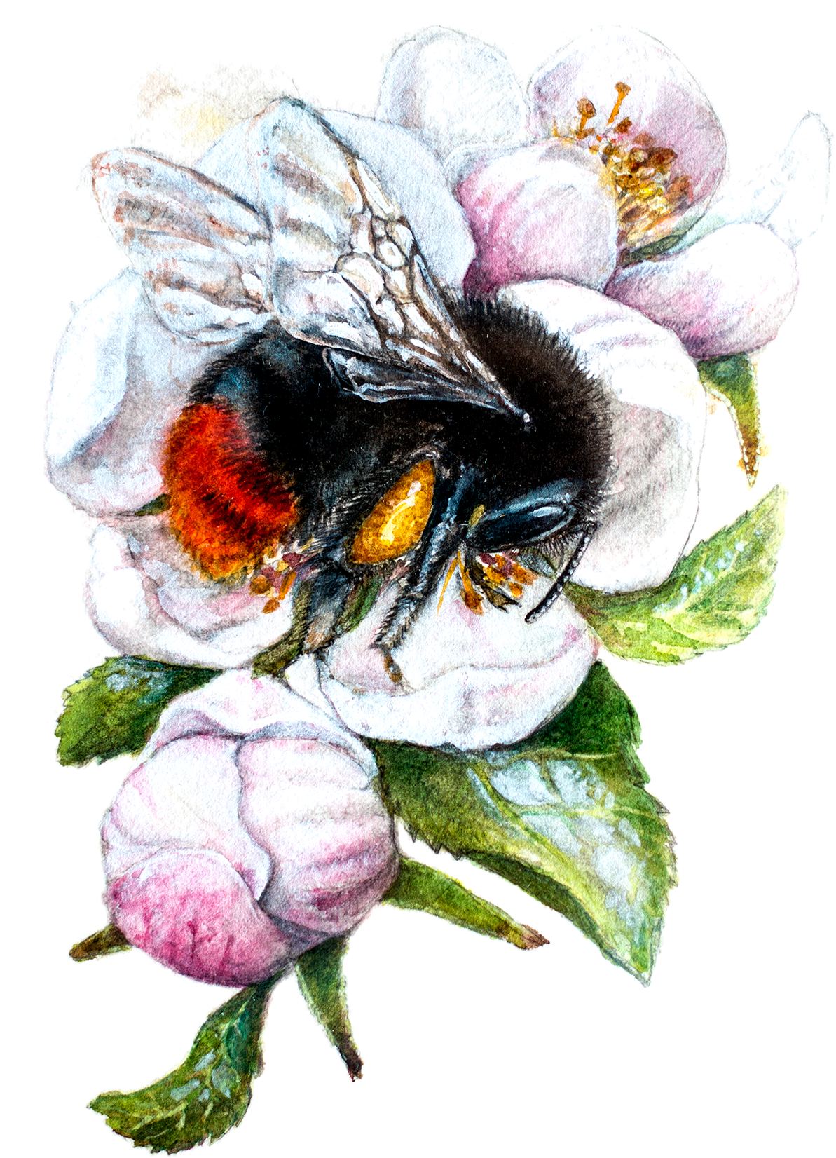 Bombus Lapidarius (1200x1710), Png Download