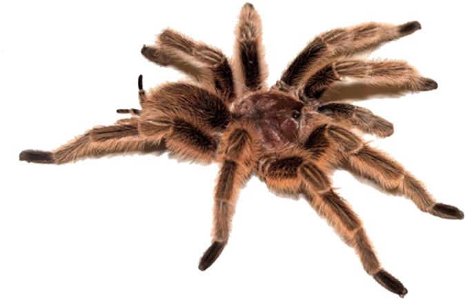 Free Png Spider Png Images Transparent - Danger Noodle Doggo Meme (850x620), Png Download