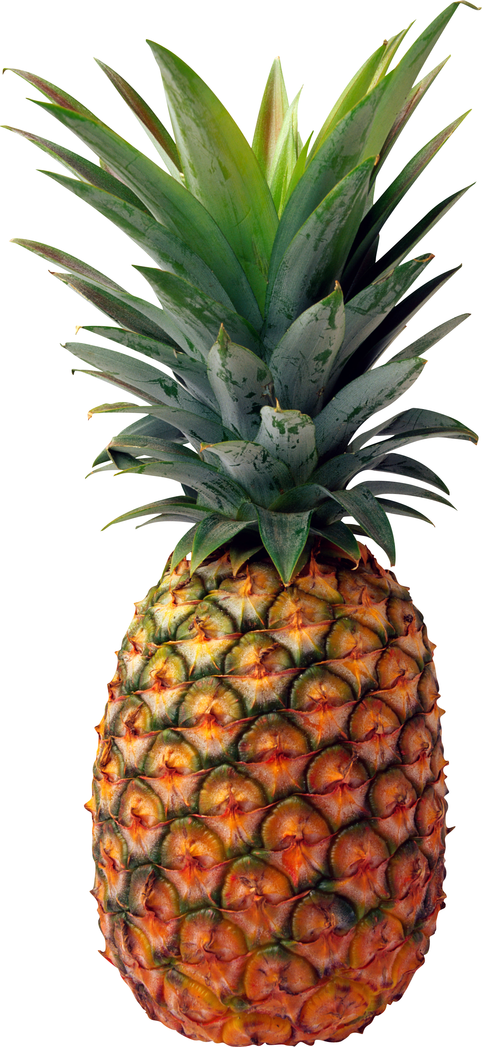Best Free Pineapple Png Picture - Pineapple Png (1574x3414), Png Download