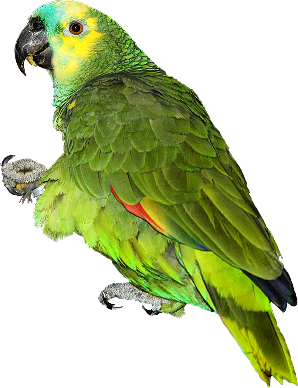 Colorful Parrot Png Download Image - Parrot Images Hd Png (552x720), Png Download
