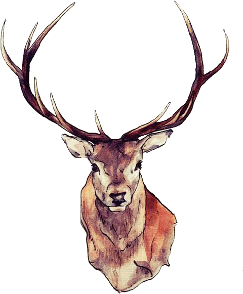 Watercolor Deer Antlers Png - Deer Transparent (500x634), Png Download