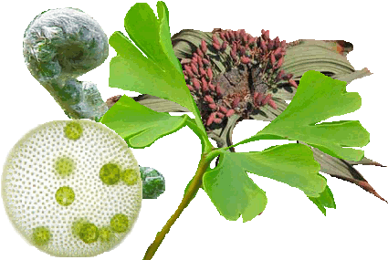 Diversity Of Plants - Monsoon (453x304), Png Download
