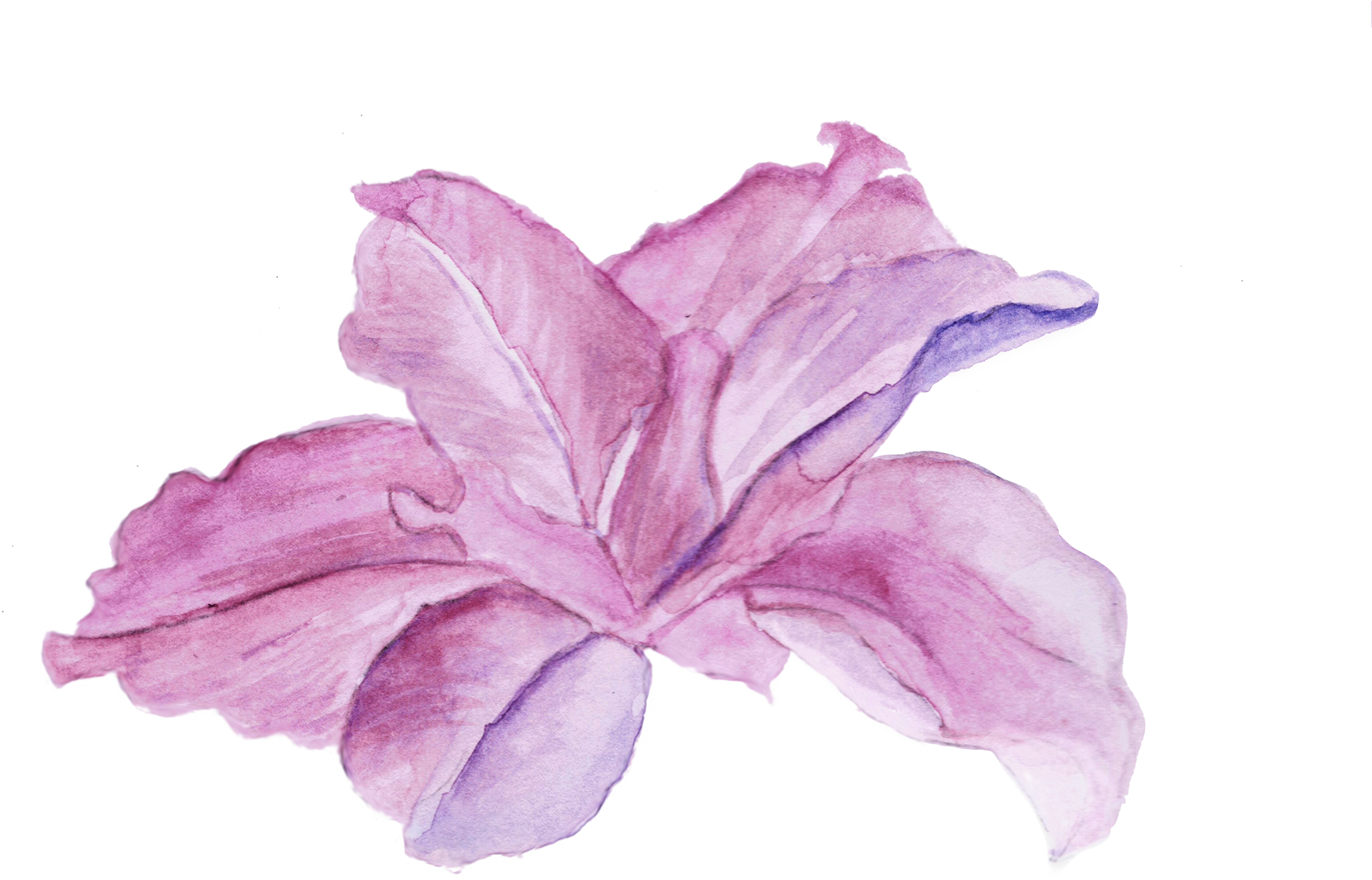 Watercolor Scanned Flower - Chinese Hibiscus (1920x1365), Png Download
