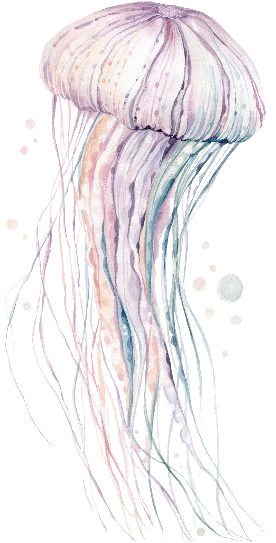 Hand-painted Rare Pink Jellyfish Png Transparent - Jellyfish Poster, 30x21 Cm, Posters, Prints & Visual (1024x1794), Png Download