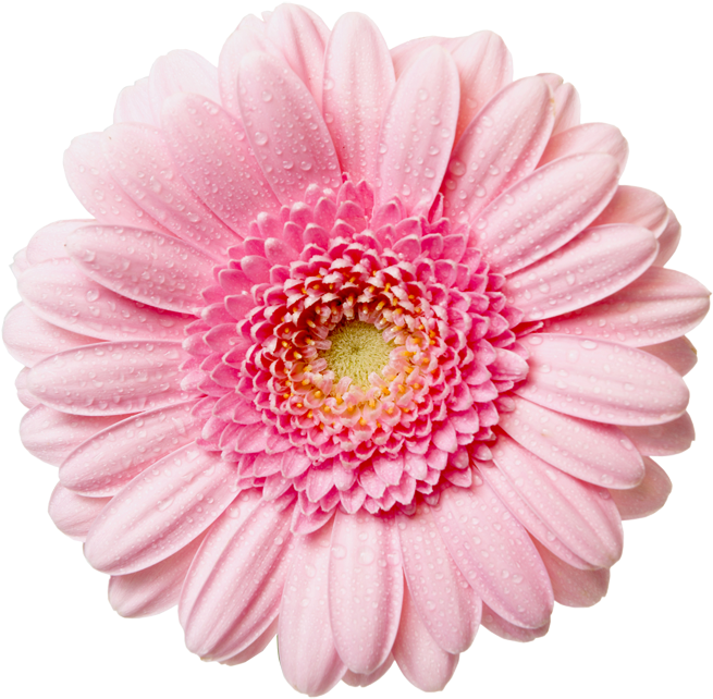 Flower With Raindrops - Pink Flower Png (700x687), Png Download