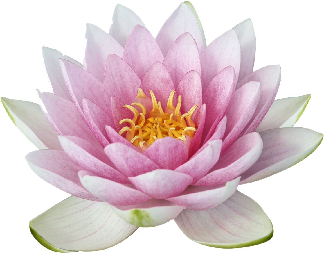 Lotus Png (1200x975), Png Download